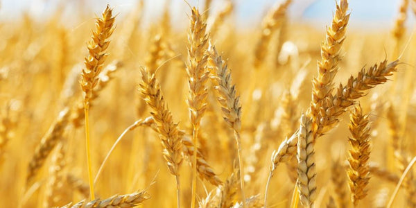 Is American Wheat Safe? A Look at the Controversies and Health Effects